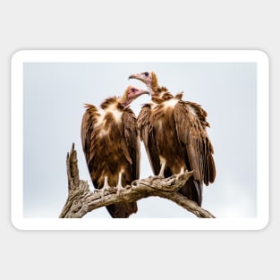 Vulture Couple Watching Out for a Meal - Krüger National Park Sticker